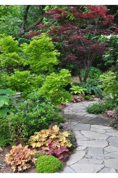 Гейхера гібридна Кассандра в ландшафті